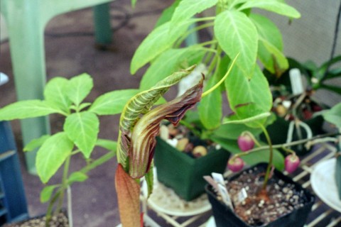 Arisaema wilsonii 03-03  3.jpg (42572 bytes)