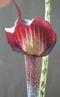 arisaema2.jpg (32897 bytes)