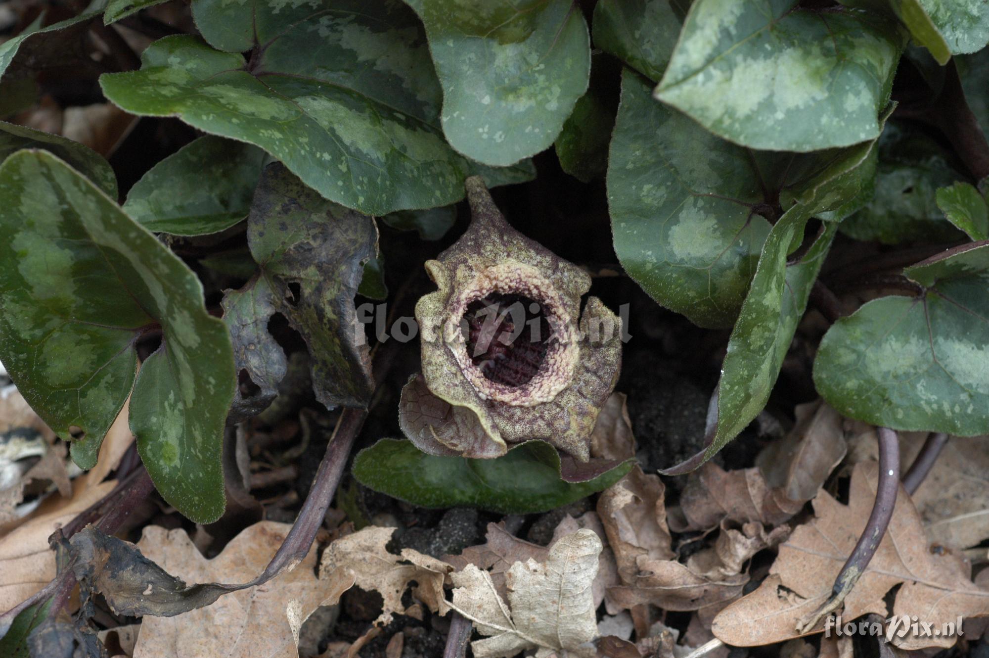 Asarum splendens
