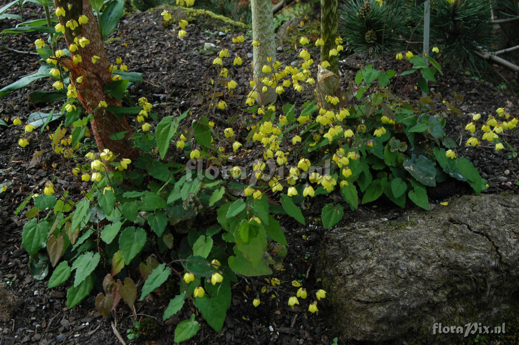 Epimedium ecalcaratum
