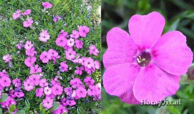 Phlox douglasii