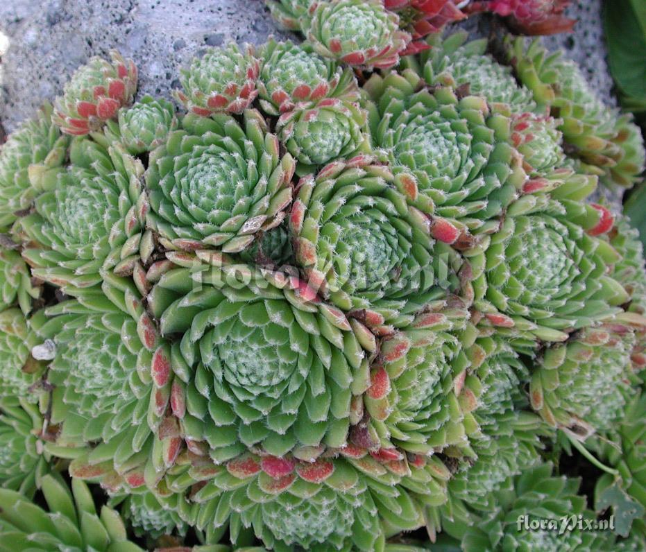 Sempervivum 