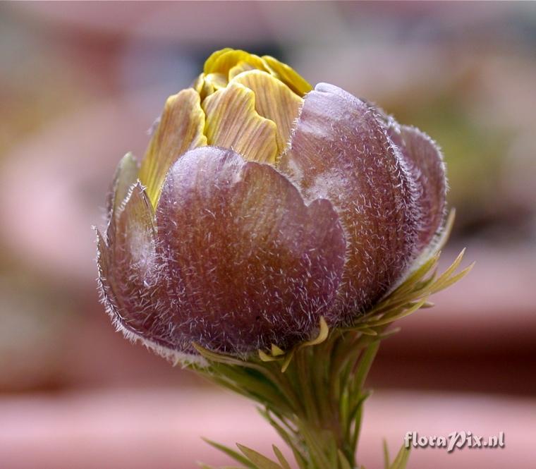 Adonis vernalis in bud
