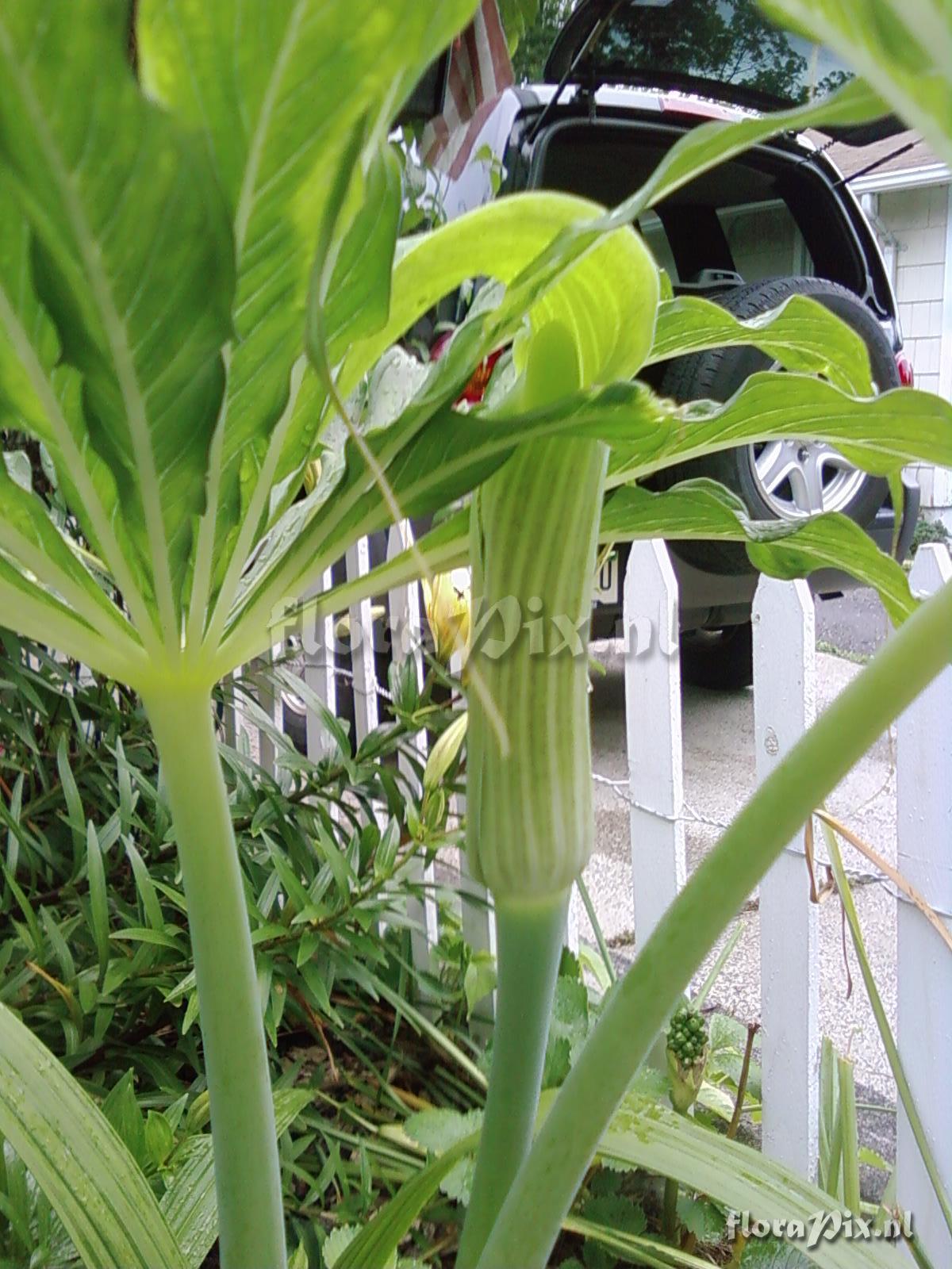 Arisaema consanguineum