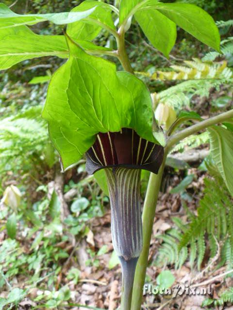 Arisaema serratum var. izuense 