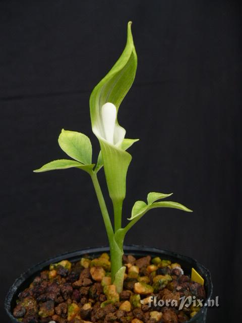 Arisaema sikokianum 