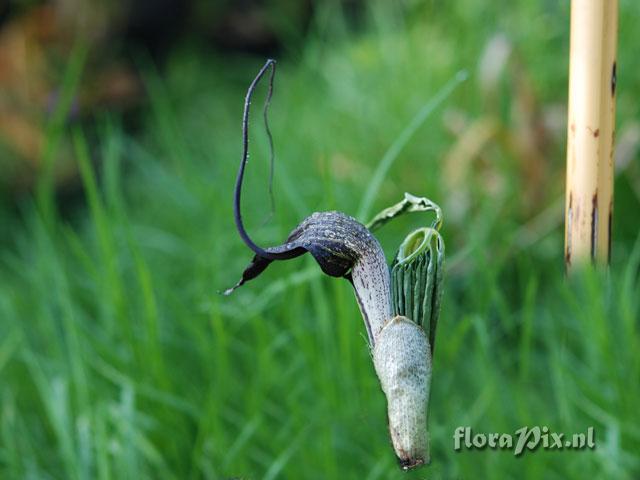 Arisaema thunbergii var. urashima
