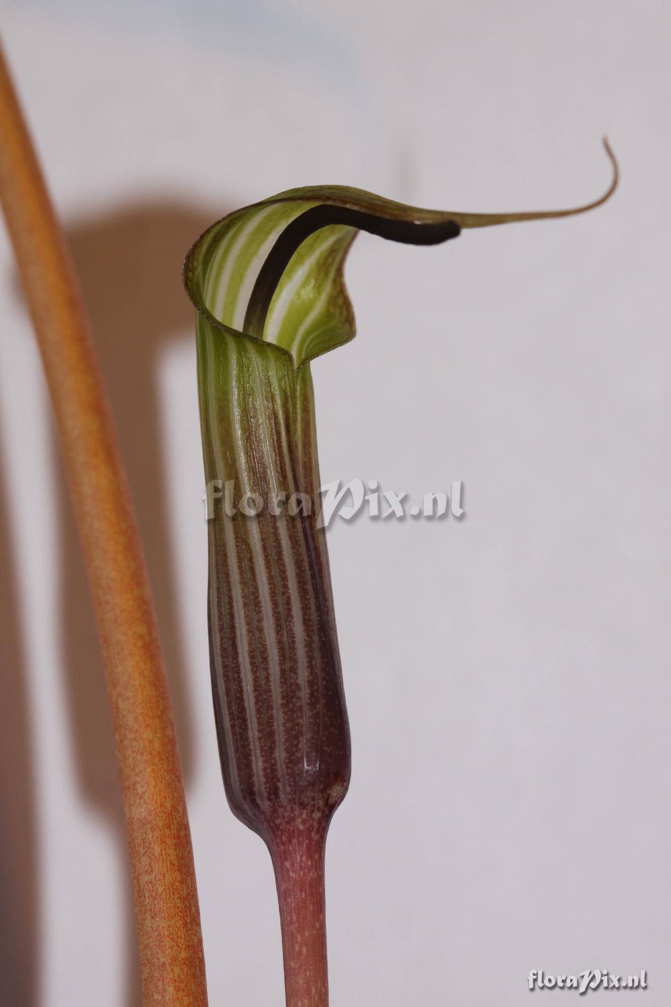 Arisaema lichiangense