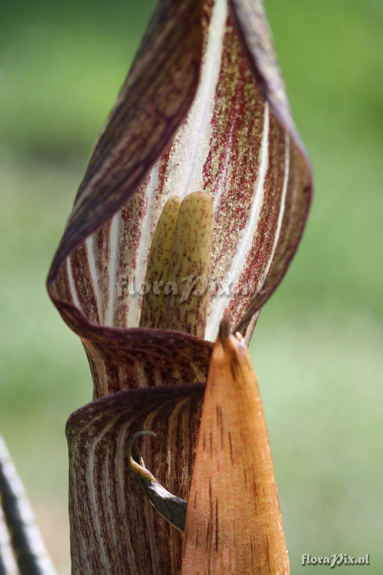 Arisaema kishidae