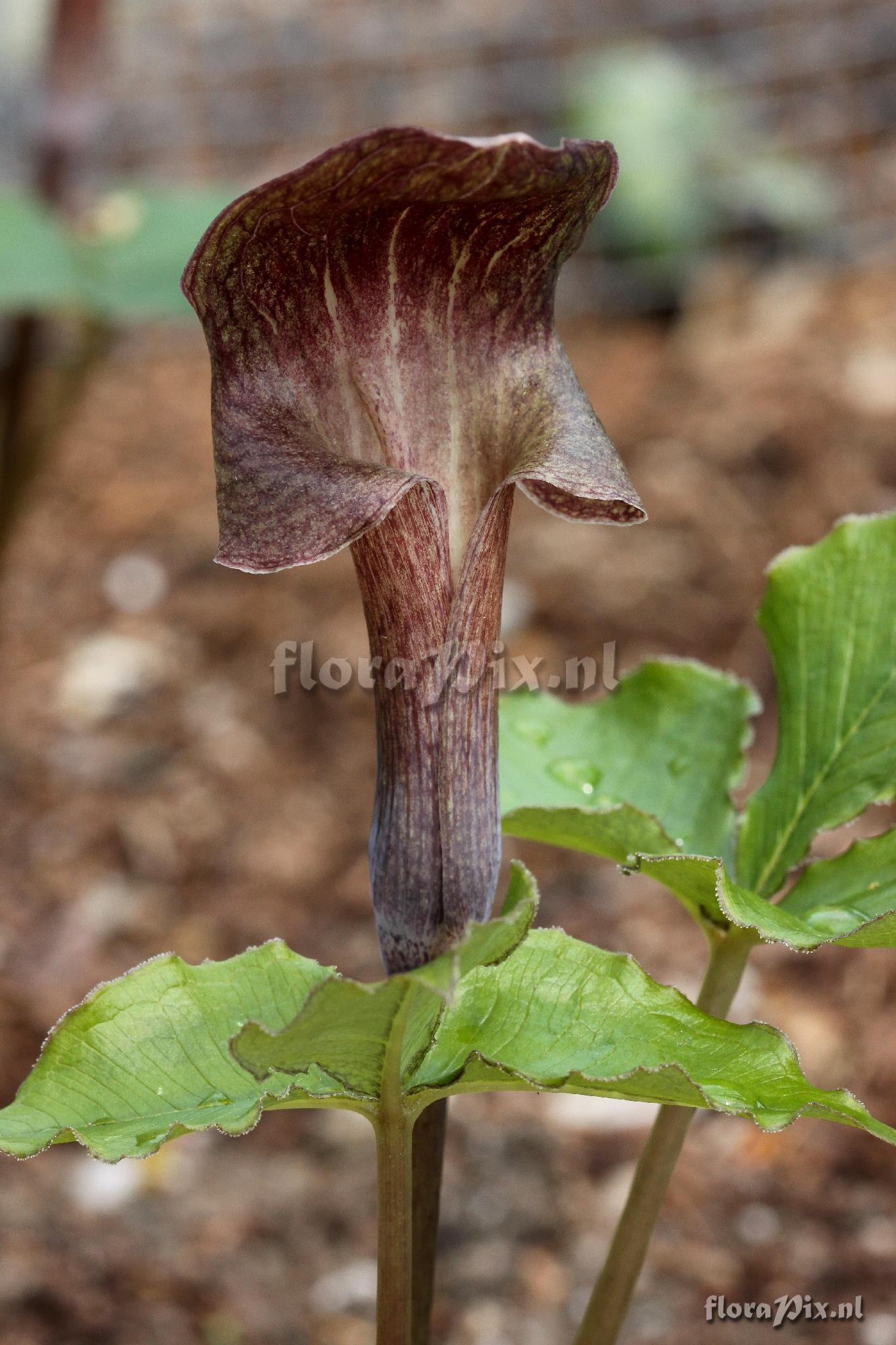 Arisaema ternatipartitum