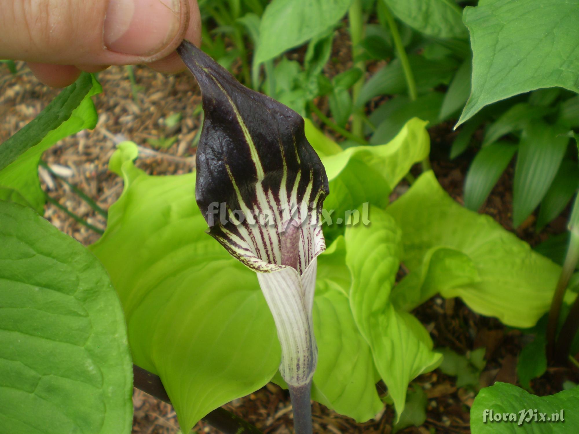 Arisaema triphyllum