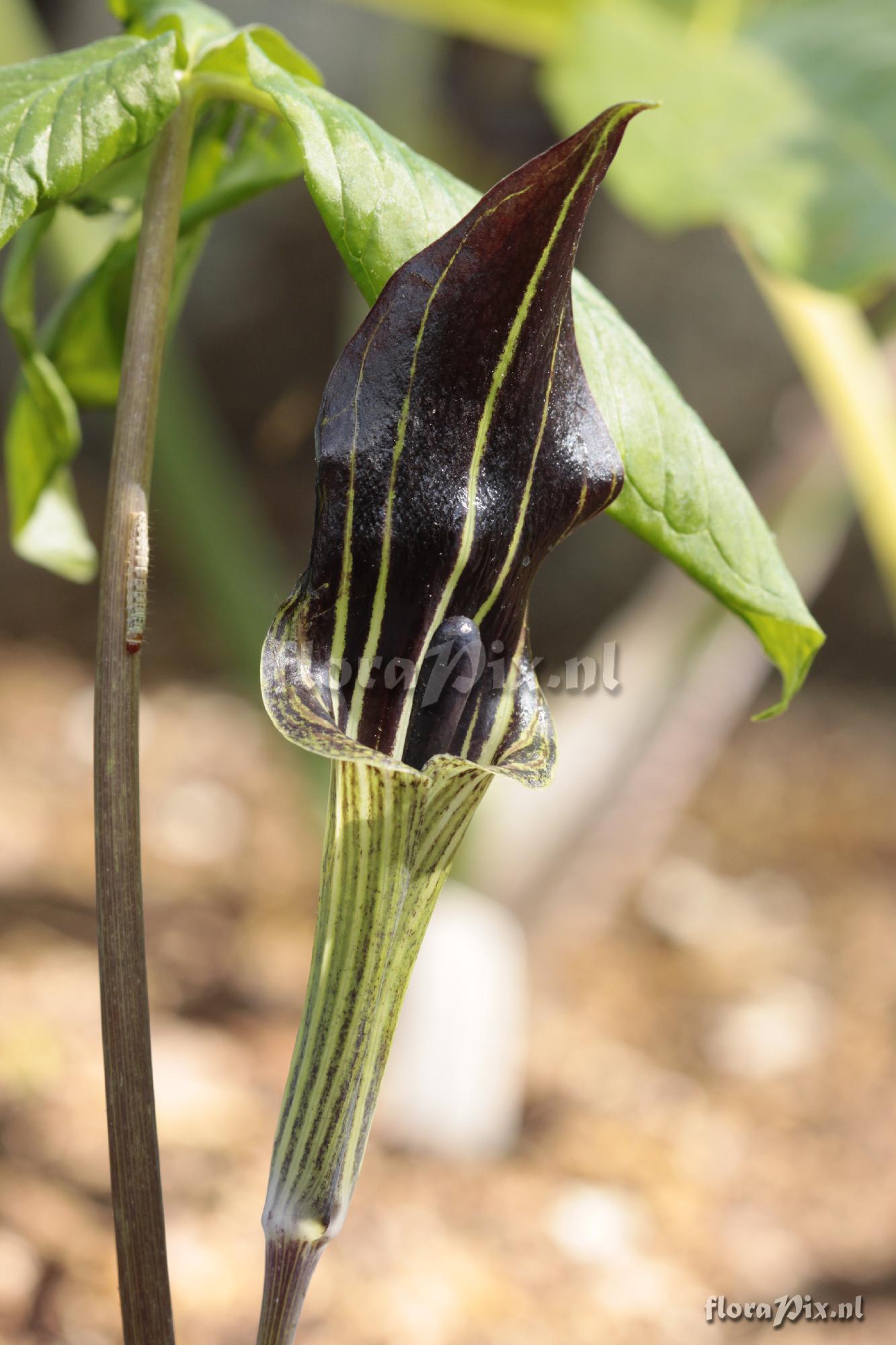 Arisaema triphyllum