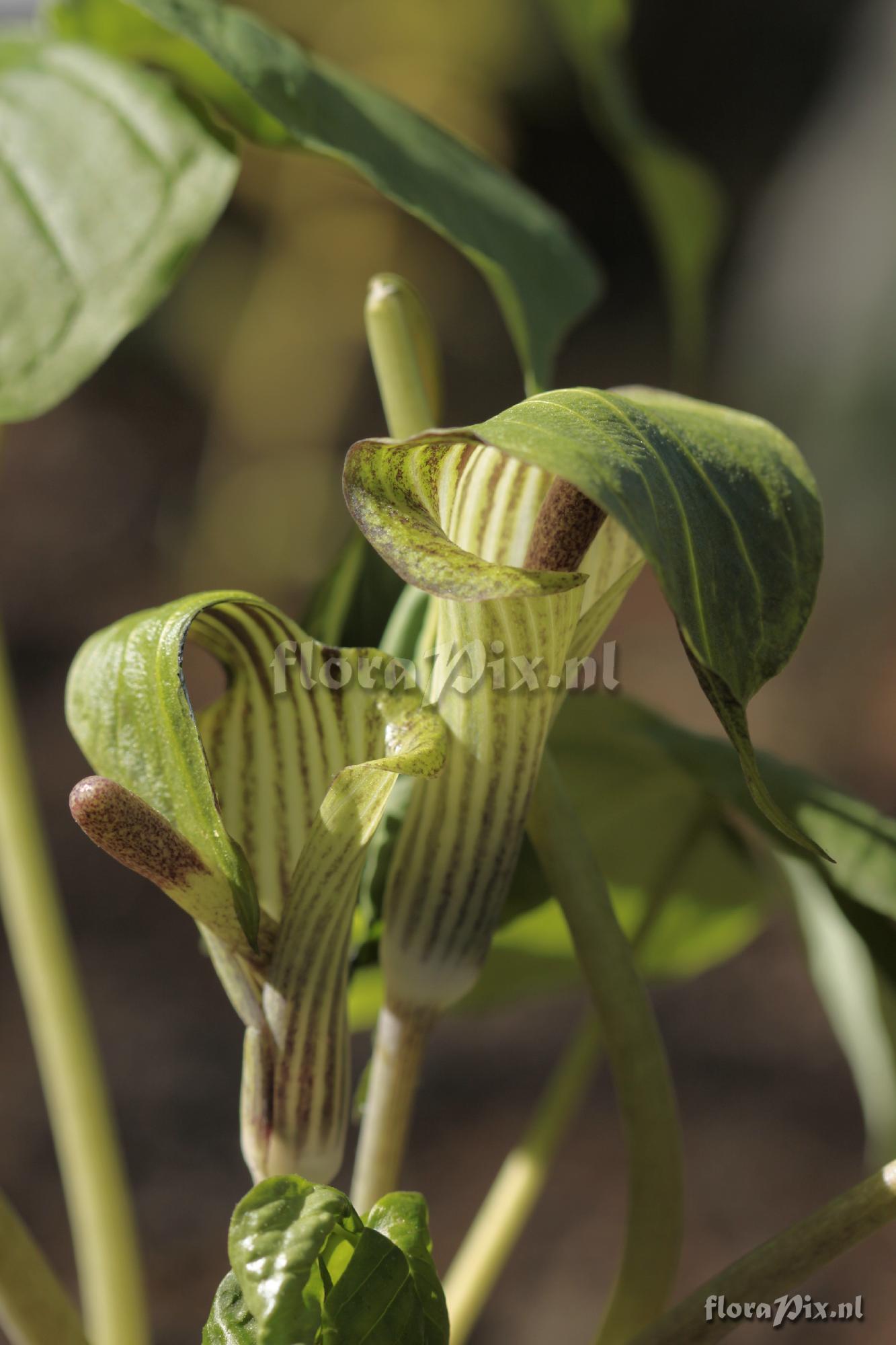 Arisaema triphyllum