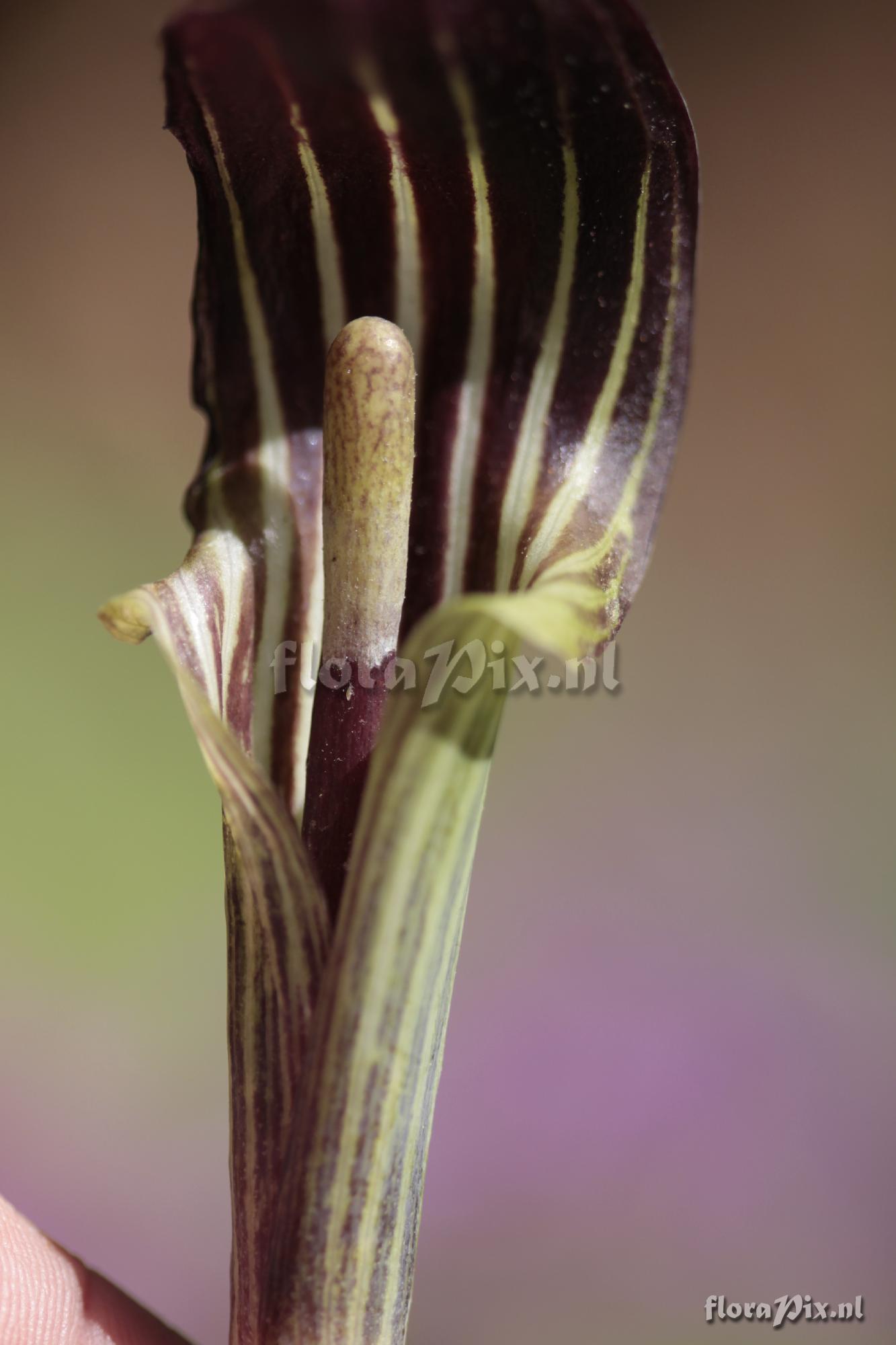 Arisaema triphyllum