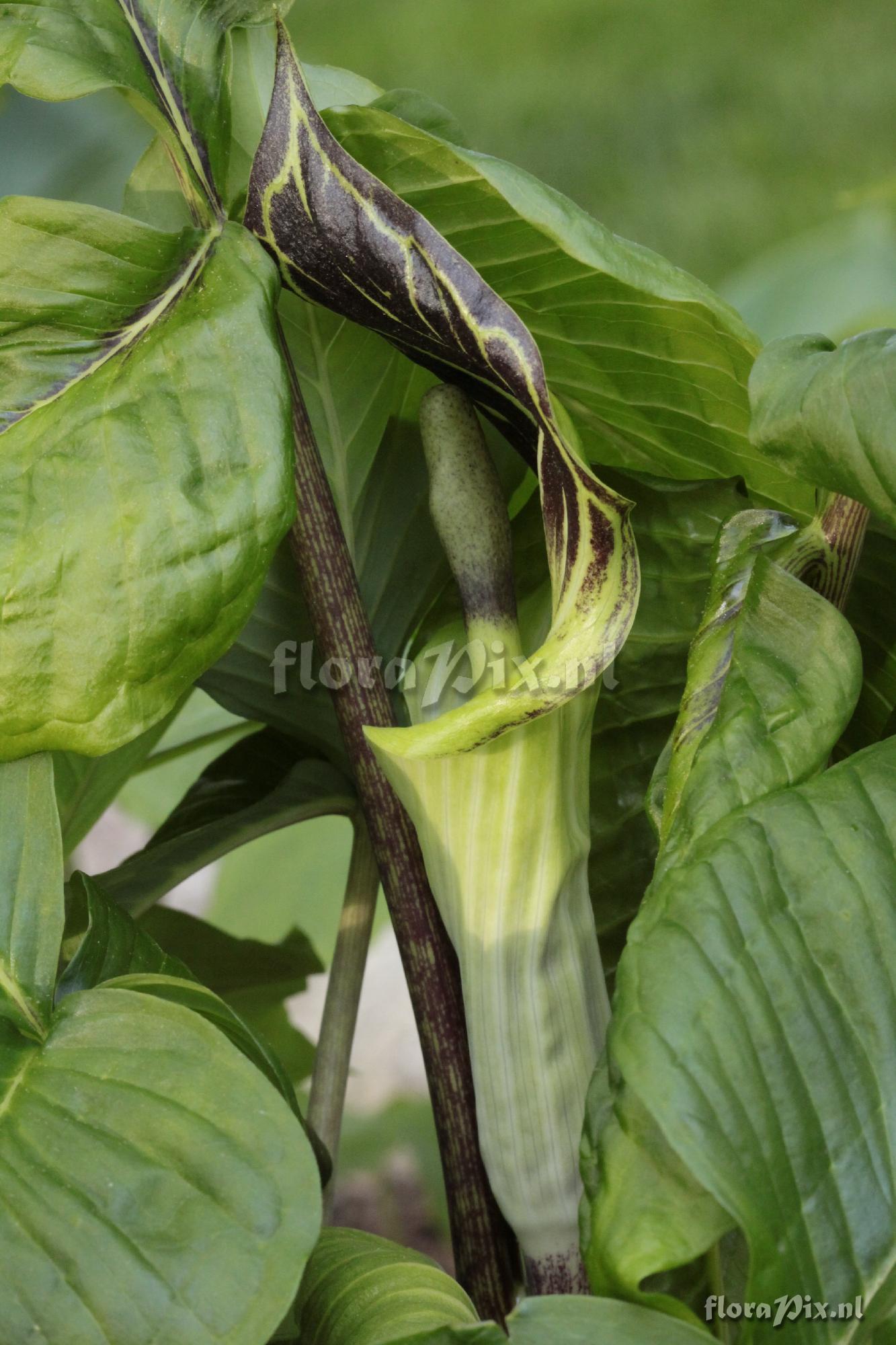 Arisaema triphyllum