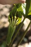 Arisaema triphyllum var. stewardsonii
