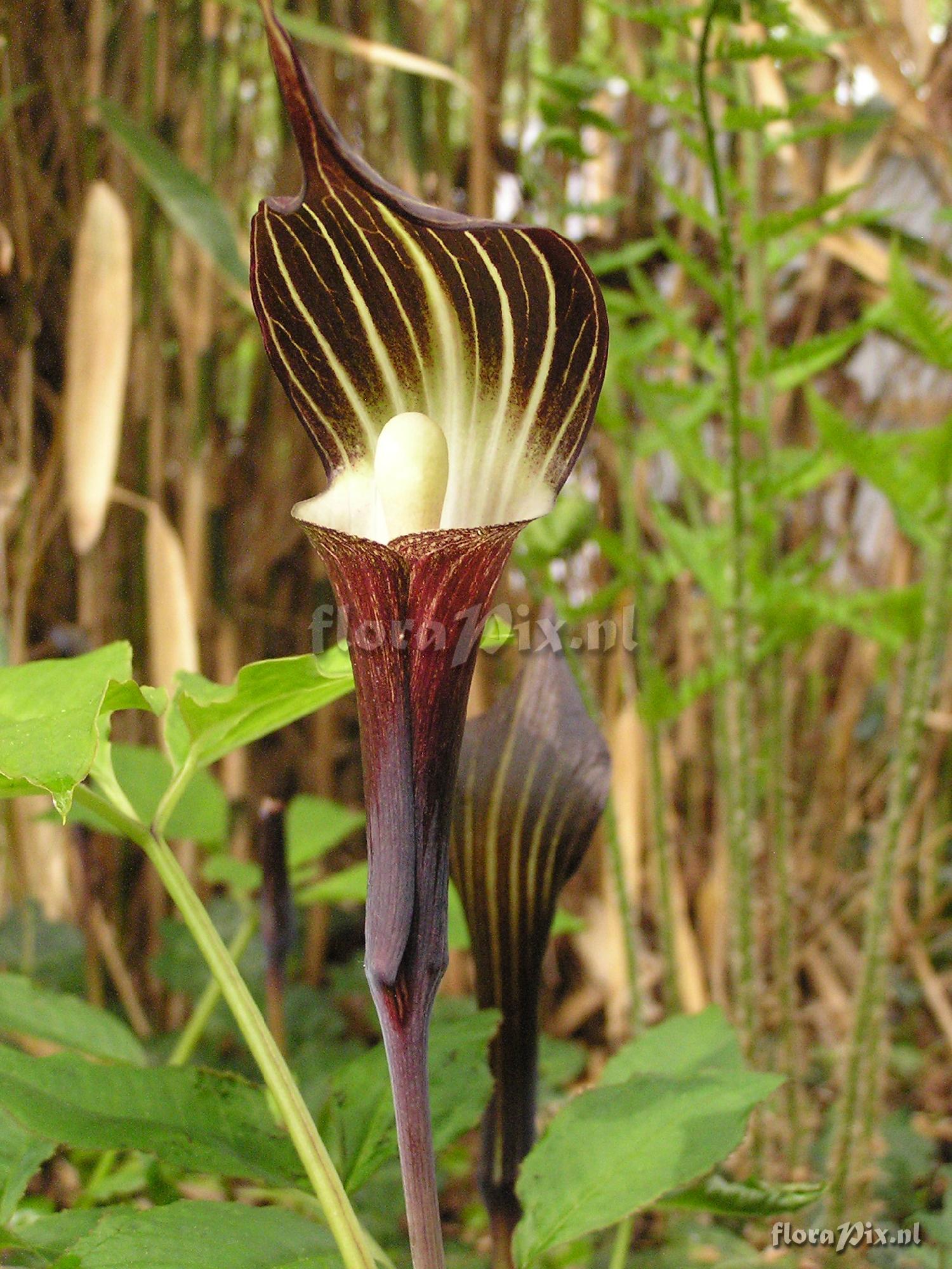 Arisaema englerii x sikokianum