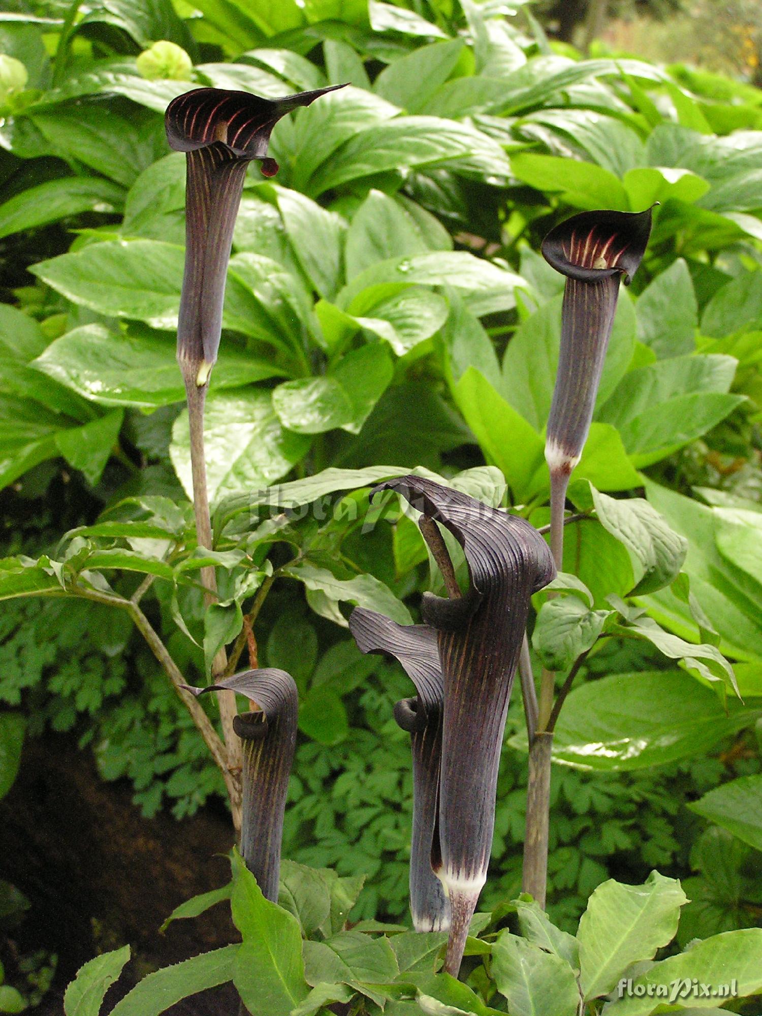 Arisaema serratum var. mayebarae