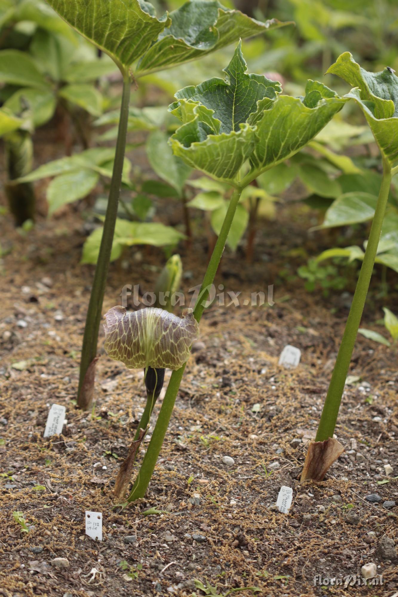 Arisaema utile