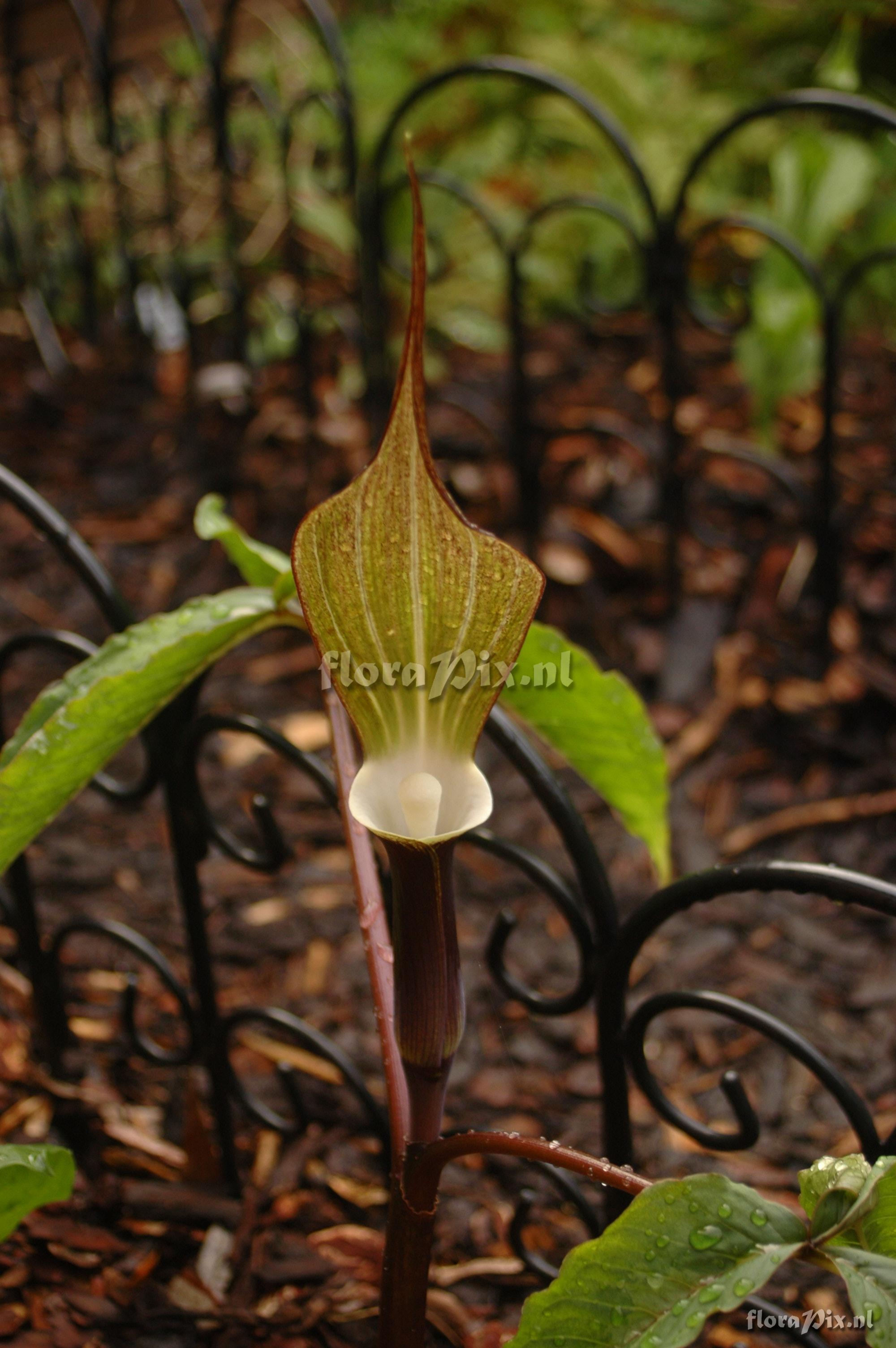 Arisaema sikokianum