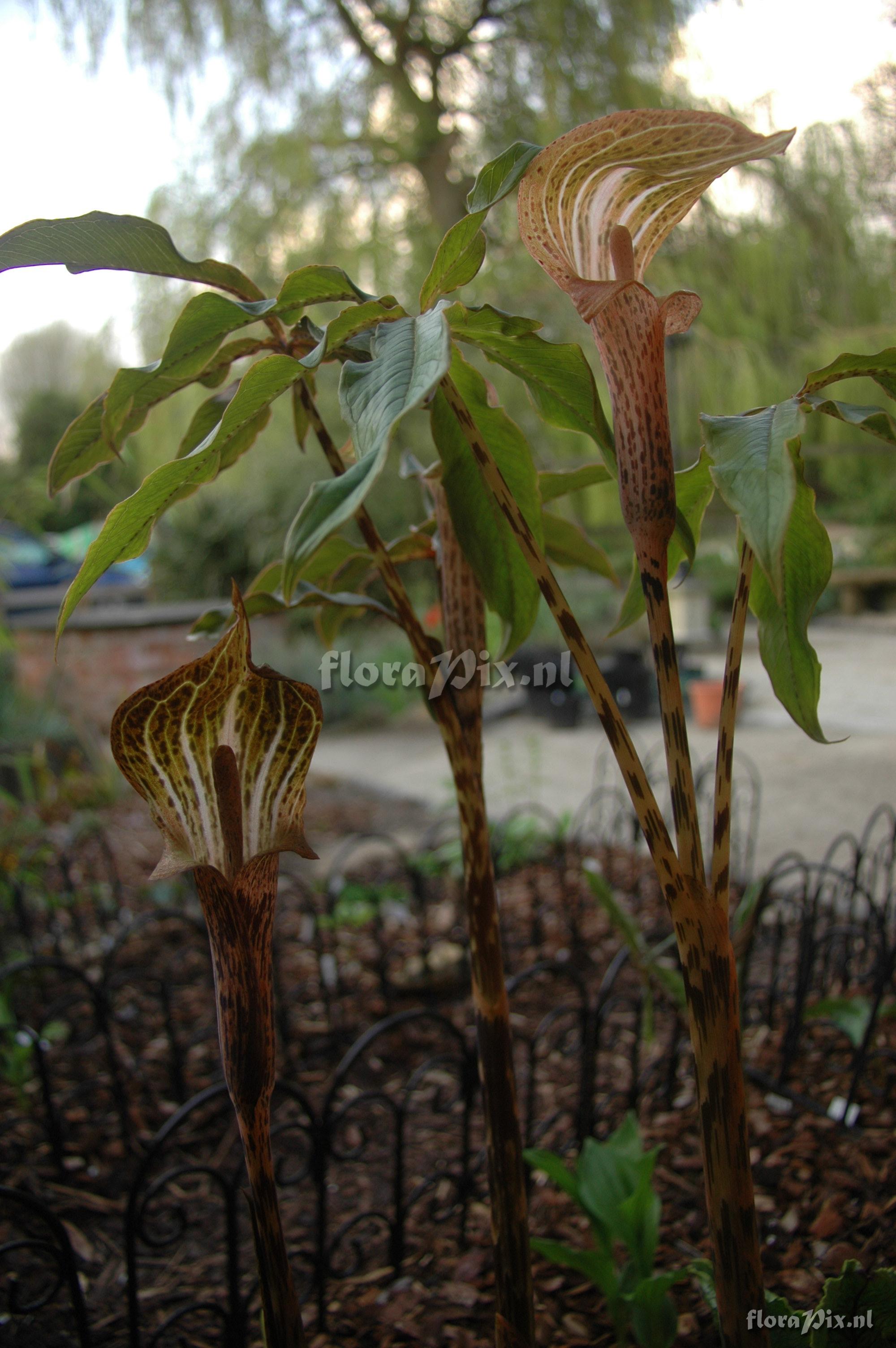 Arisaema nepenthoides