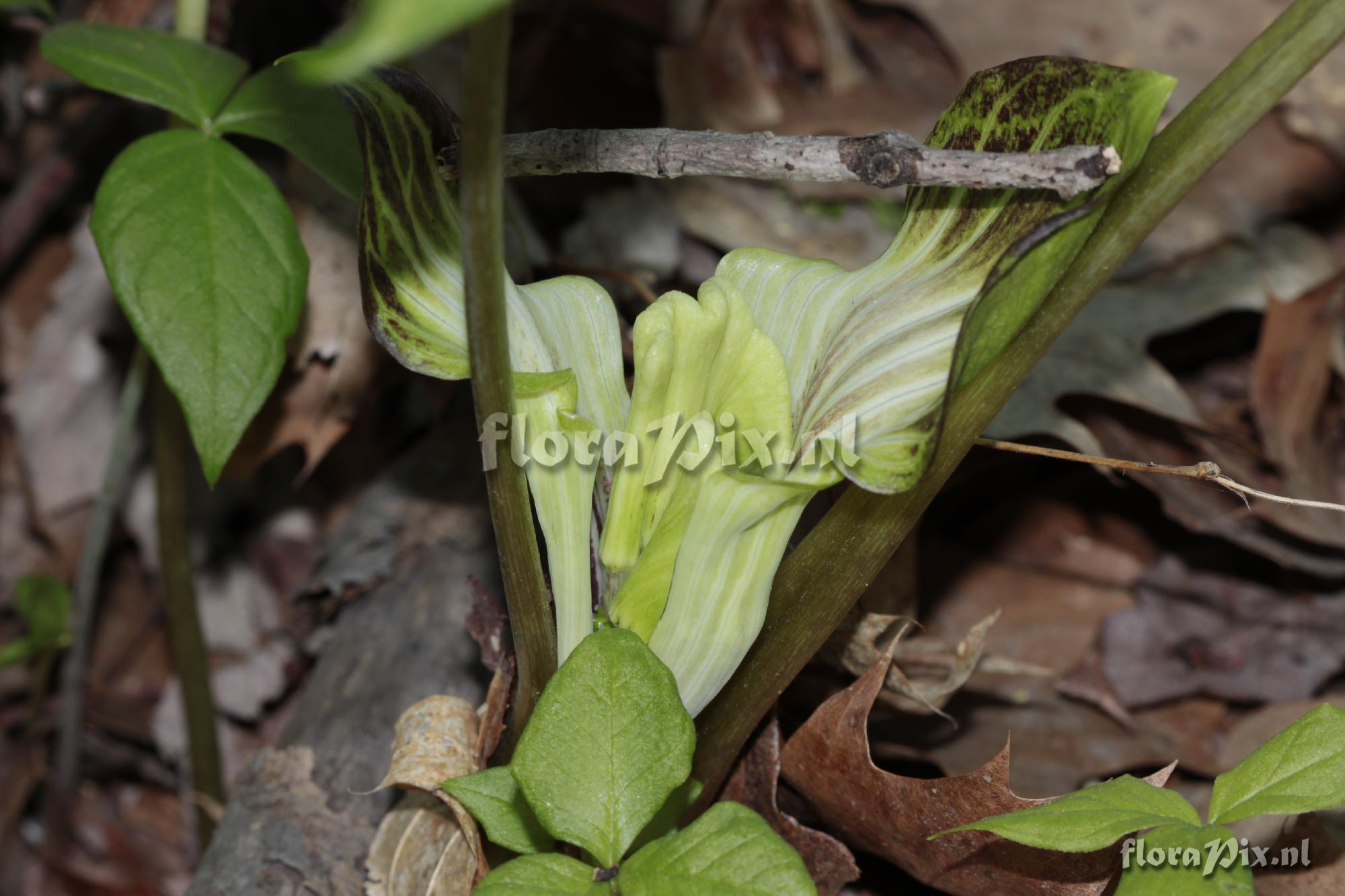 Arisaema triphyllum