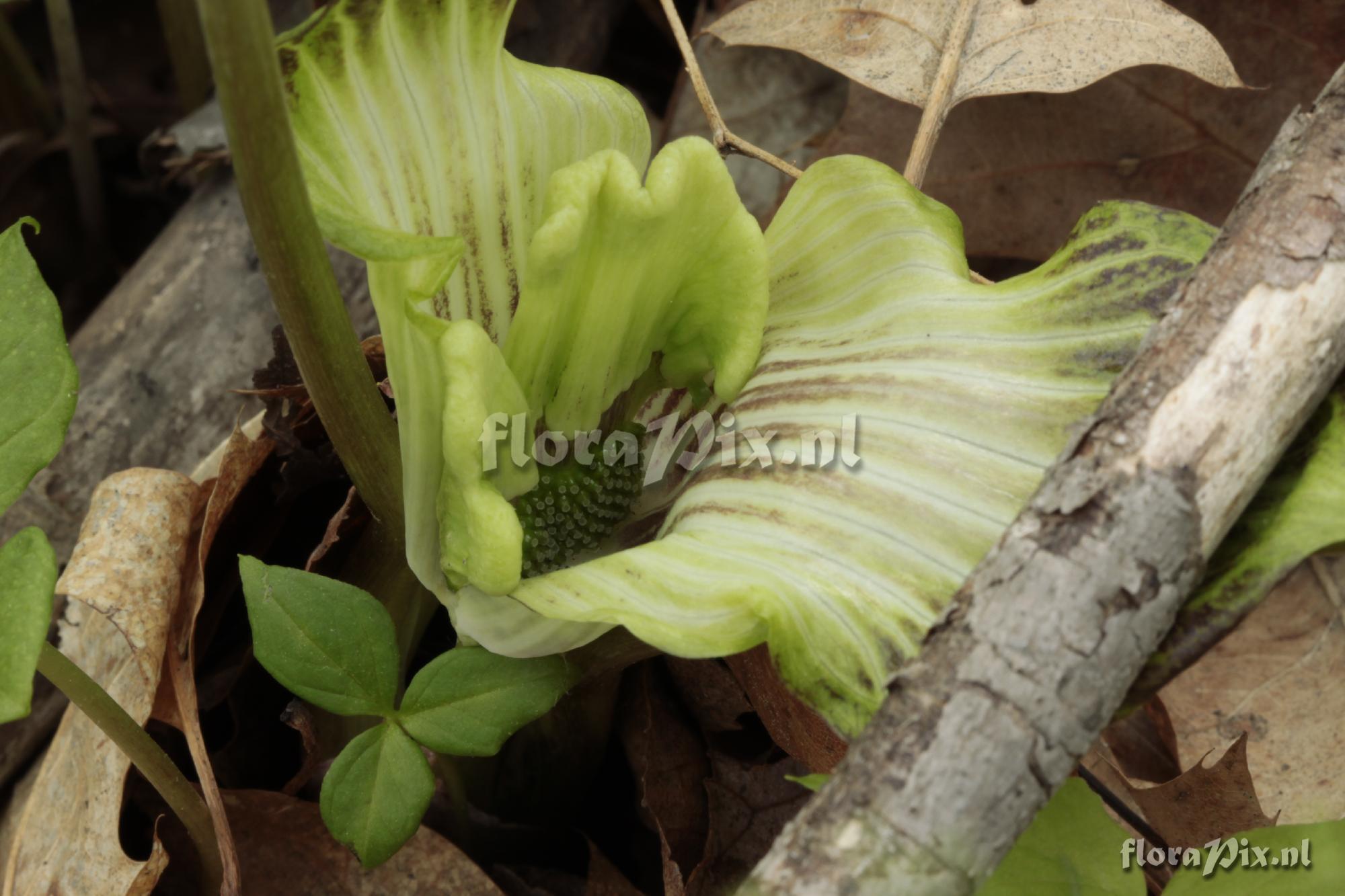 Arisaema triphyllum