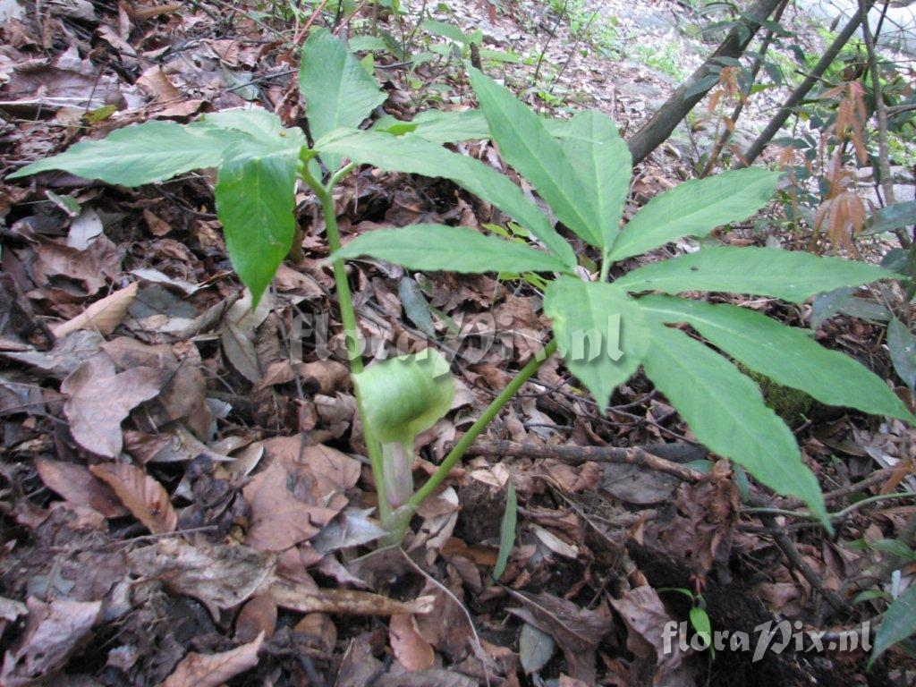 Arisaema sp. cf. amurense