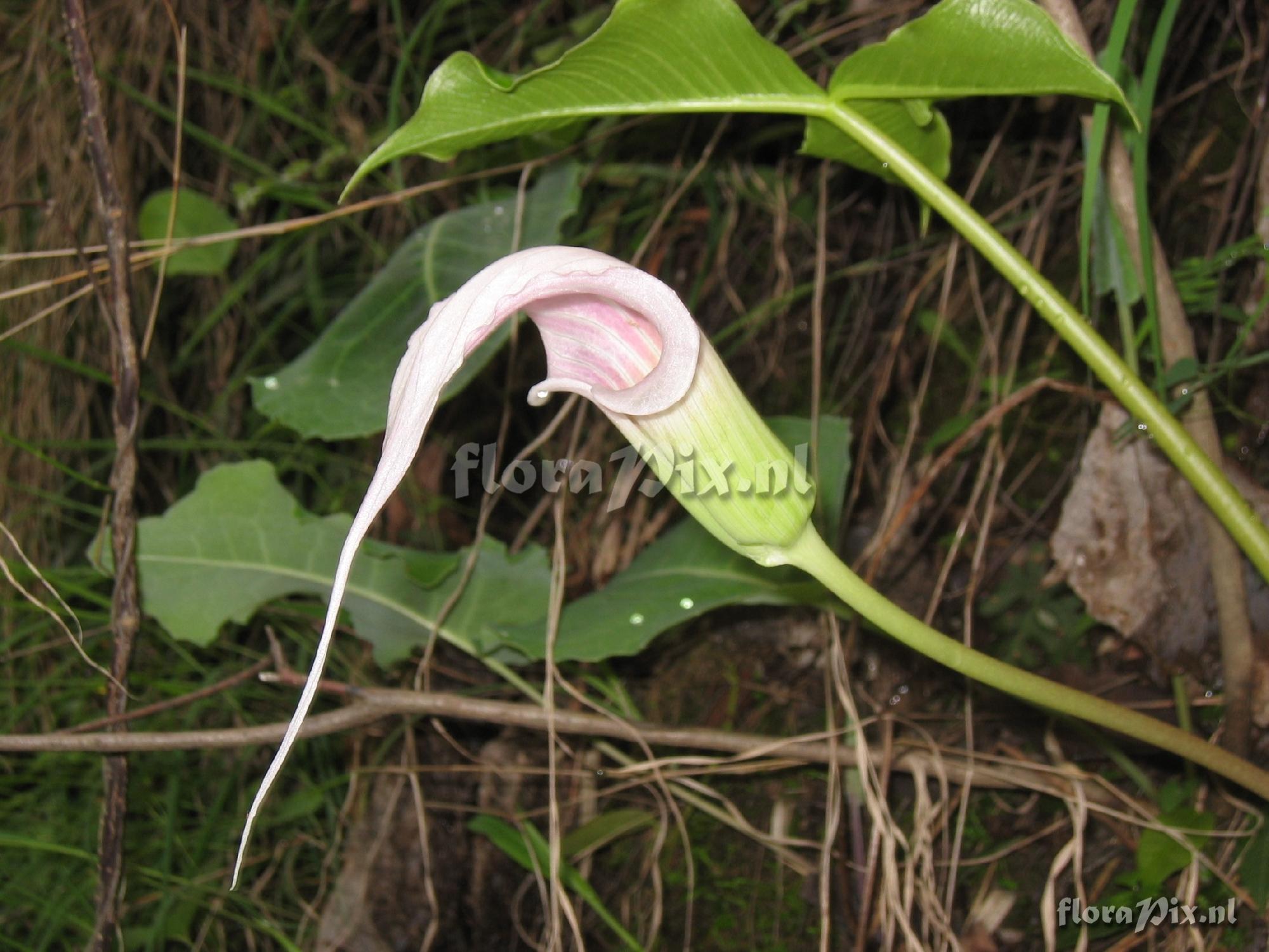 Arisaema candidissimum