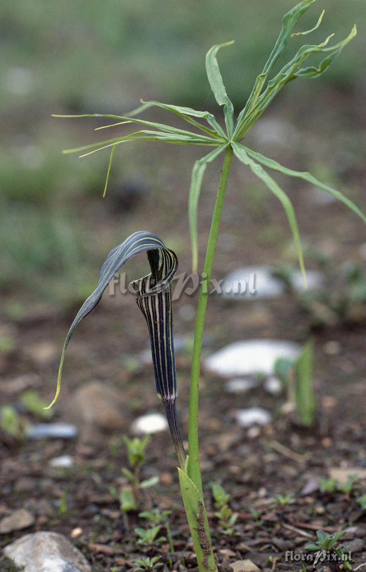 Arisaema spec