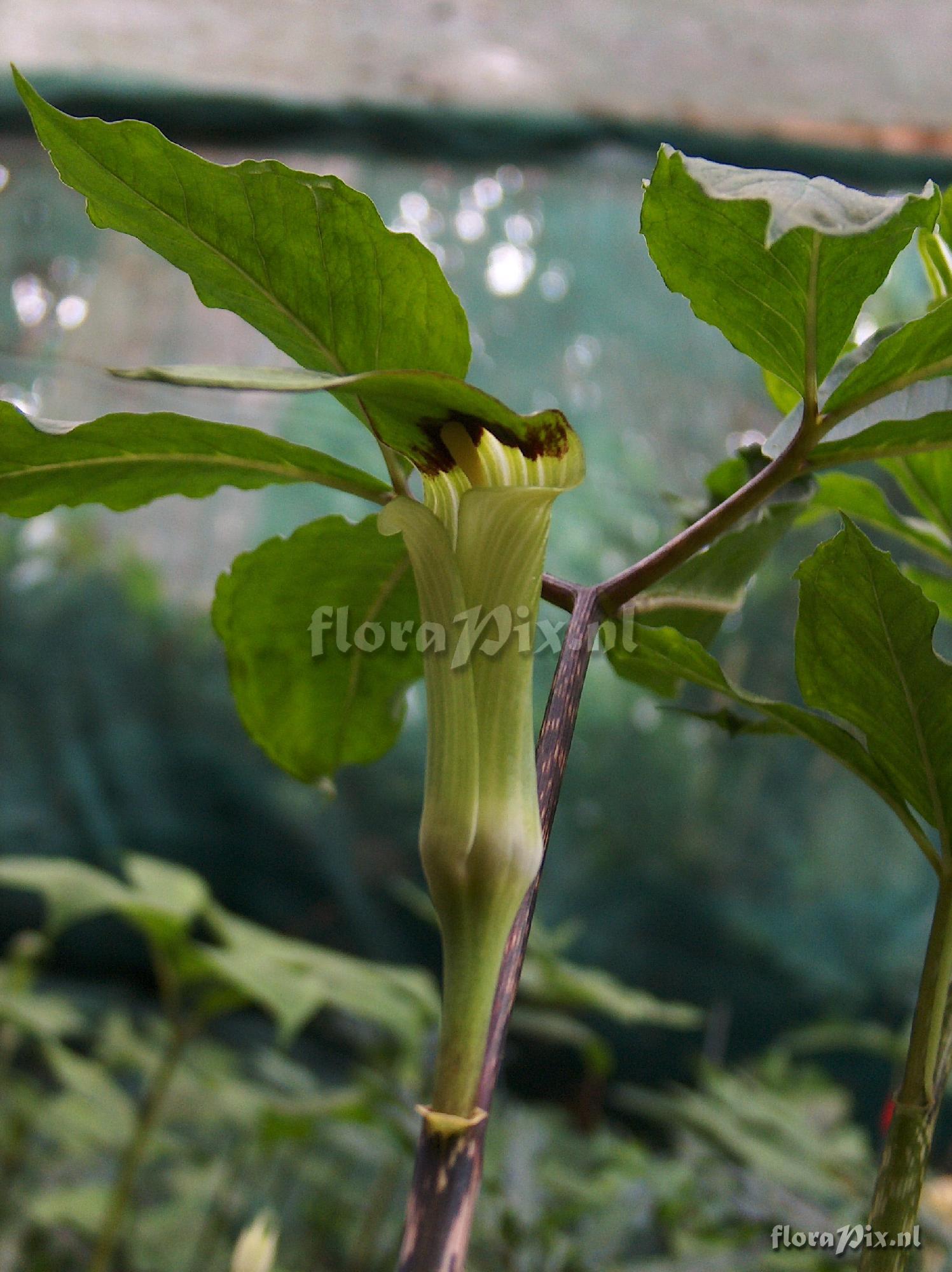 Arisaema monophyllum