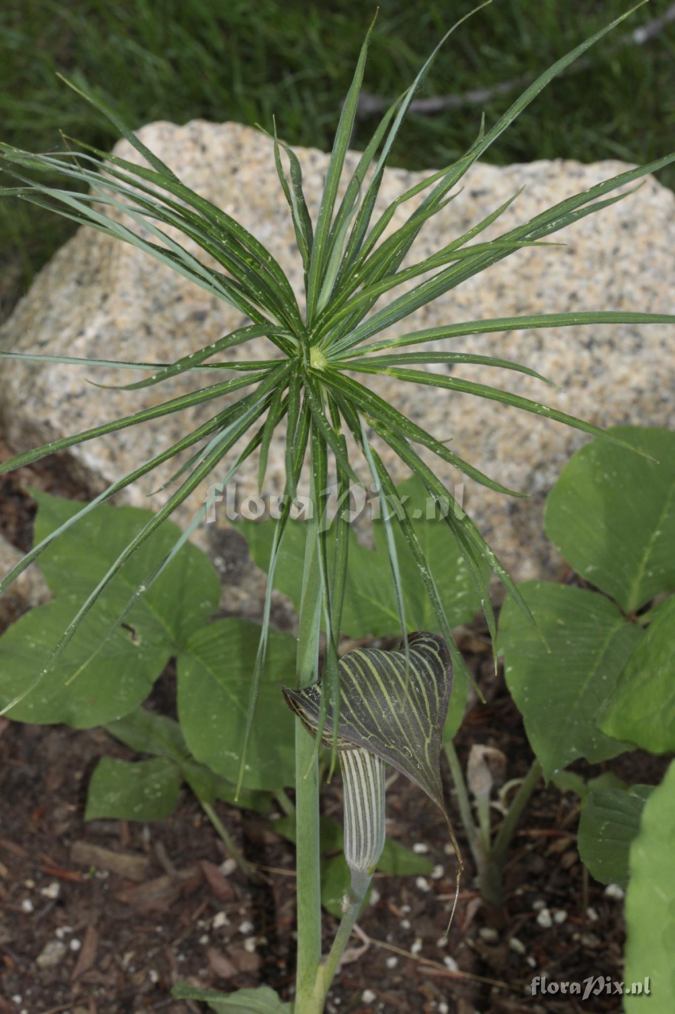 Arisaema ciliatum var. liubaense