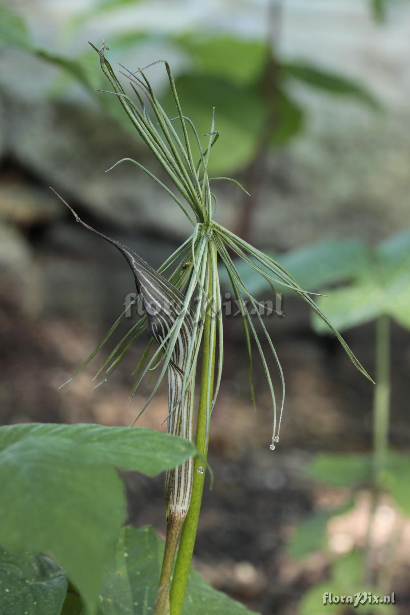 Arisaema ciliatum var. liubaense