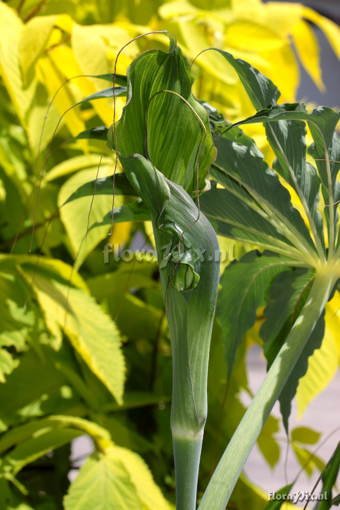 Arisaema consanguineum 