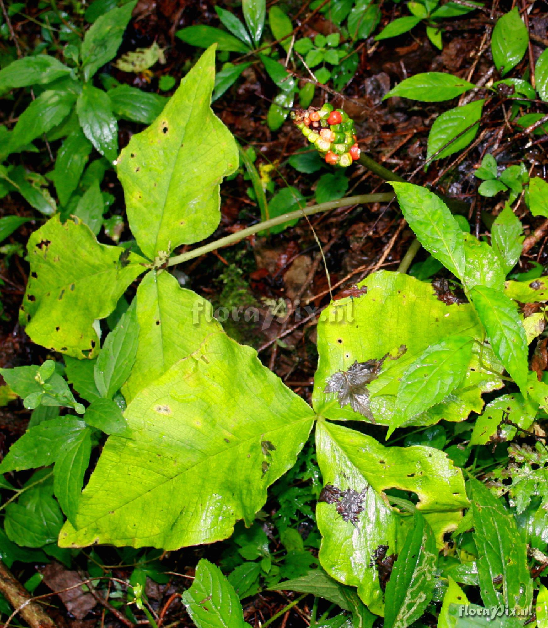 Arisaema ternatipartitum