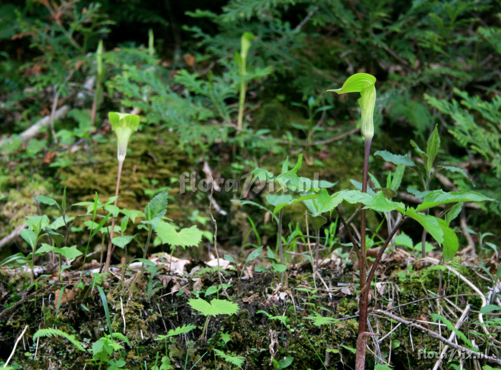 Arisaema nikoense var. nikoense