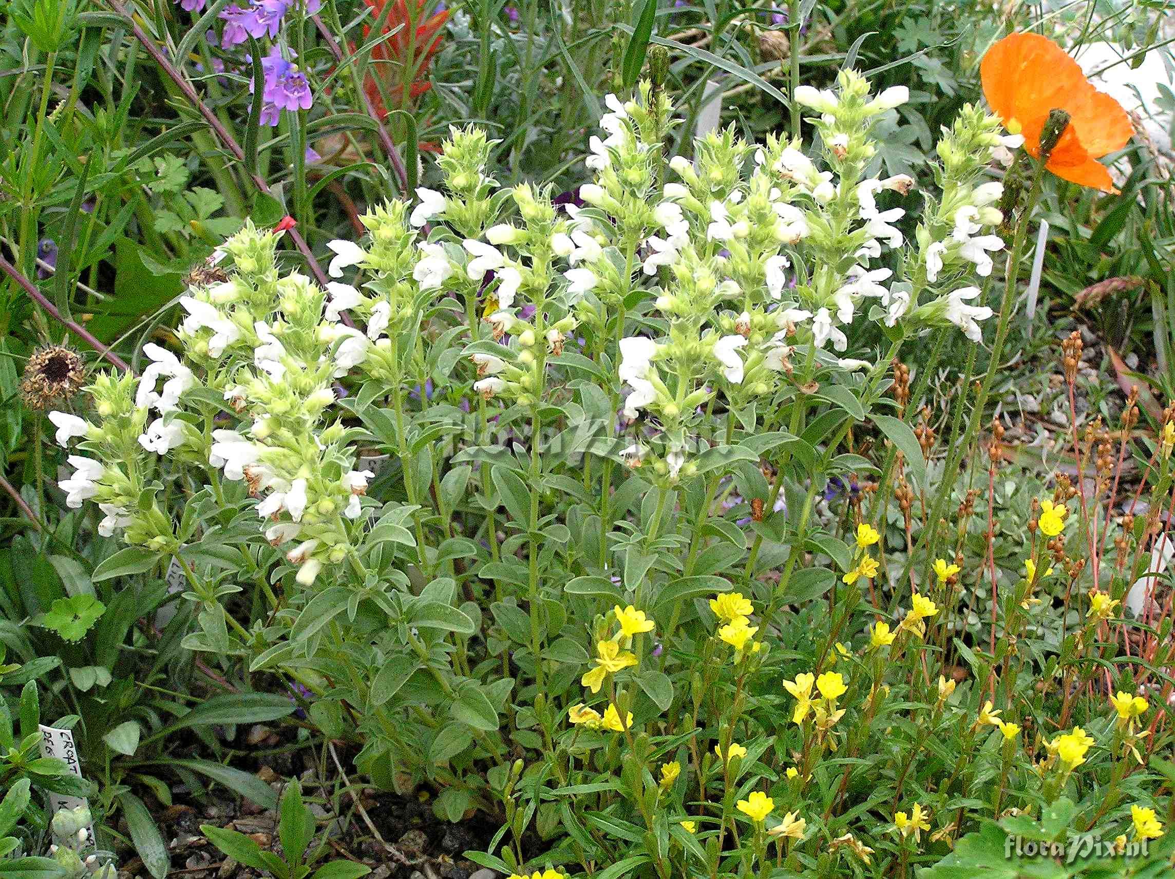 Dracocephalum renatii (white form)