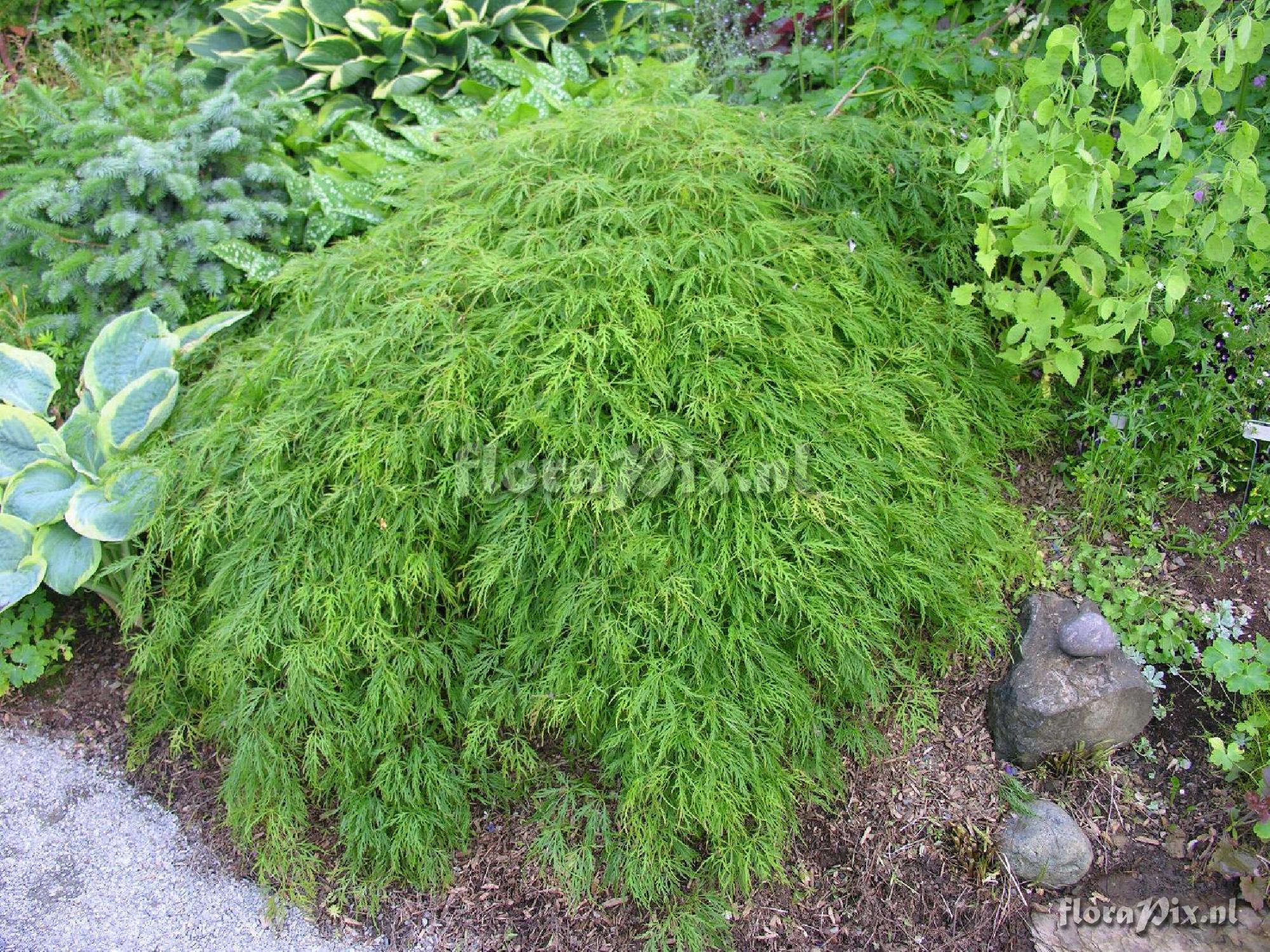 Acer palmatum 