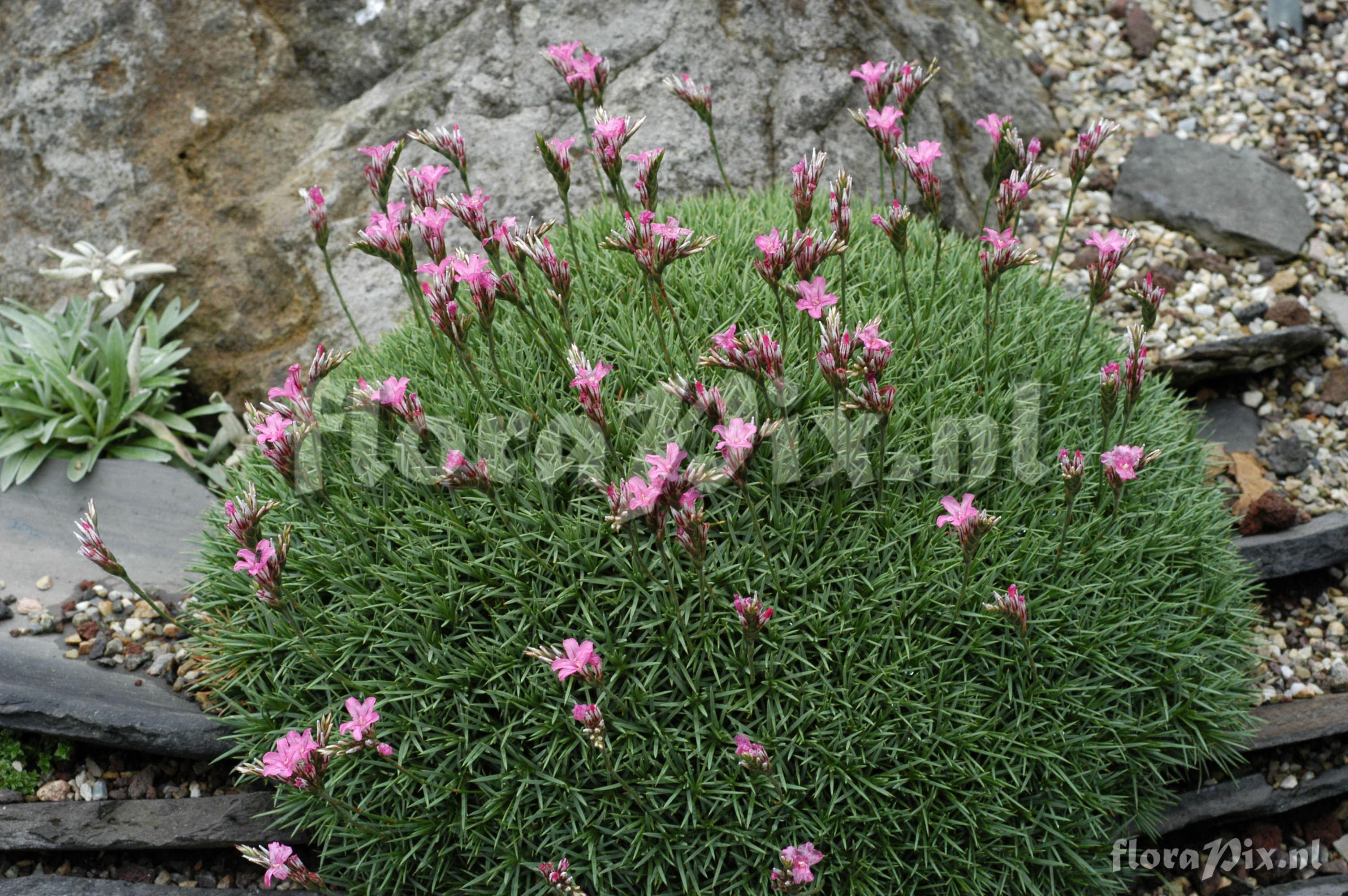 Acantholimon ulicinum