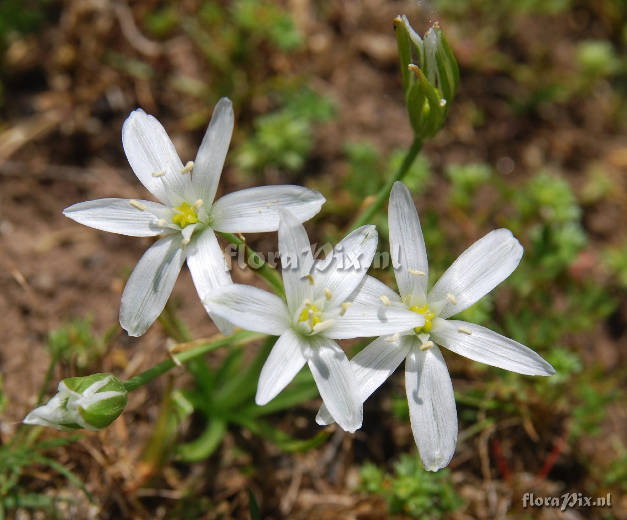 Ornithogalum pyrenaicum