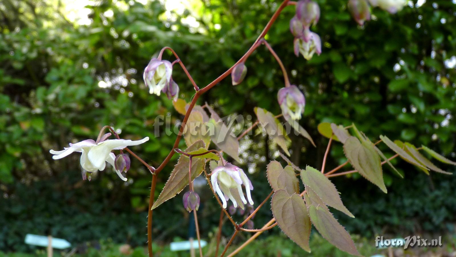 Epimedium grandiflorum 