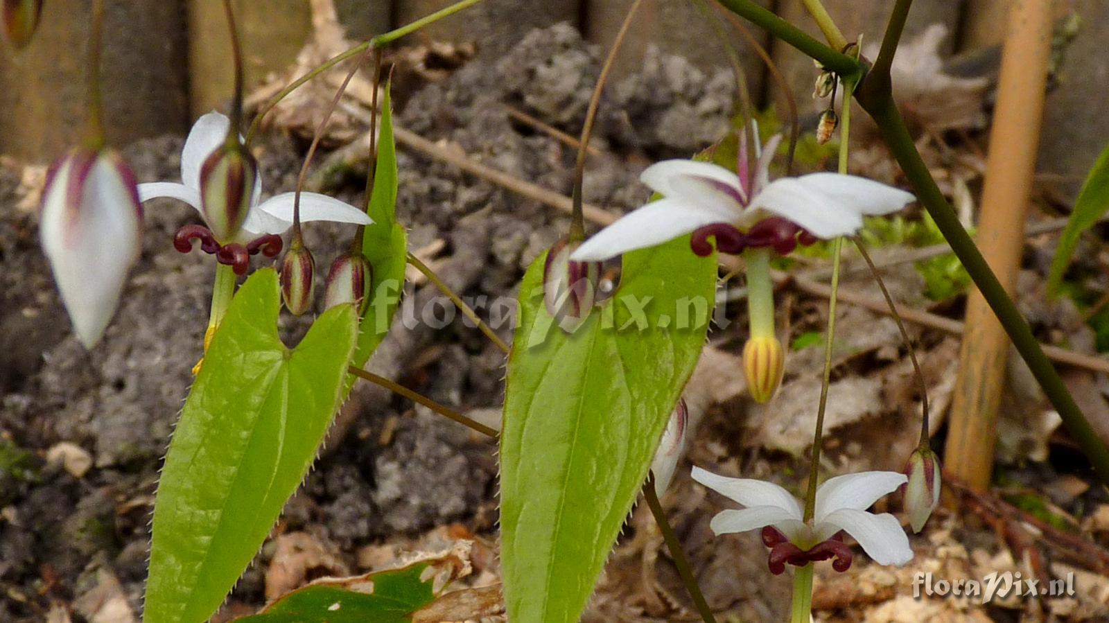 Epimedium dolichostemon