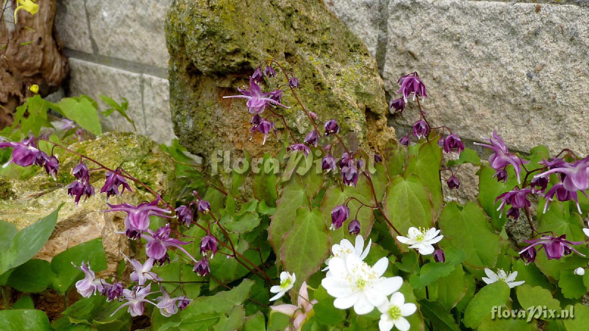 Epimedium grandiflorum 