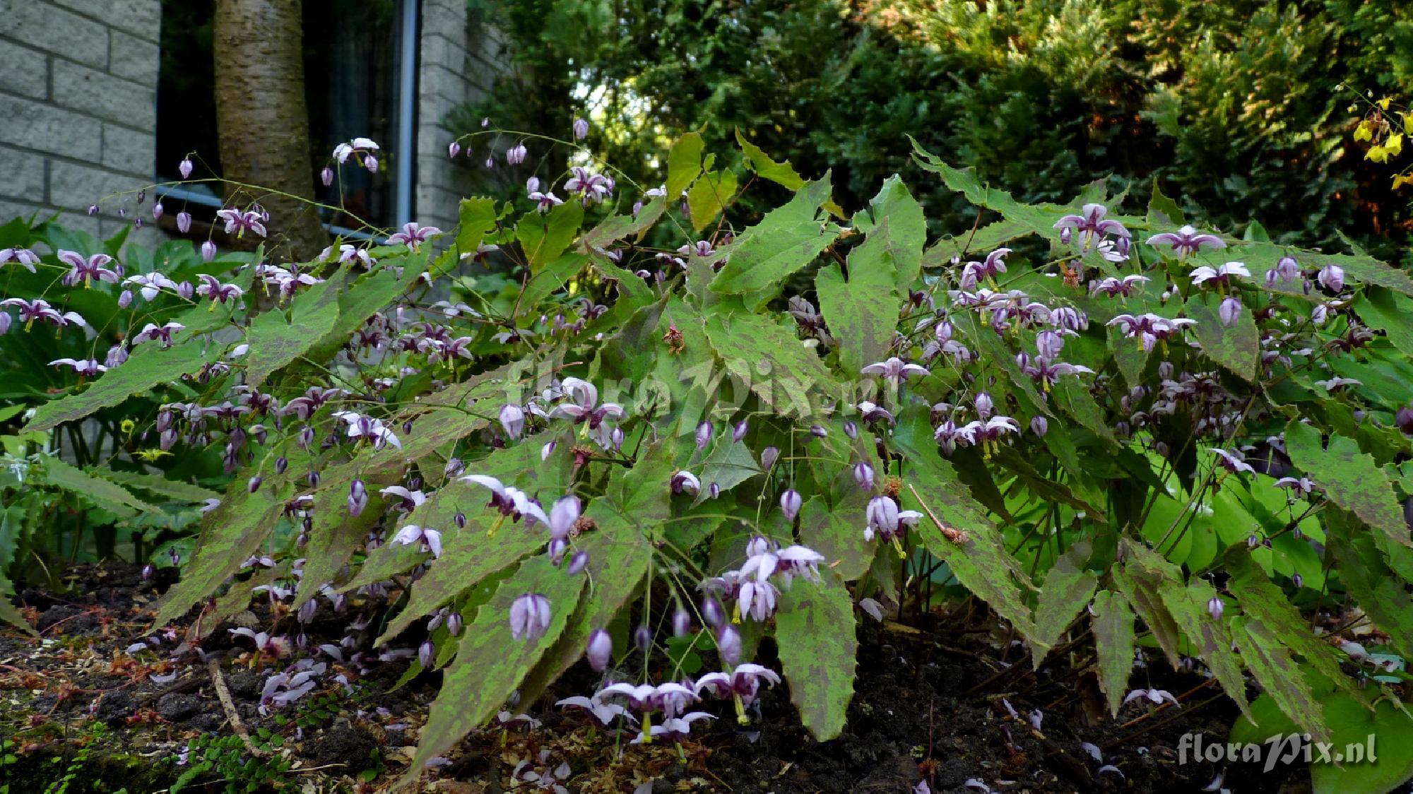 Epimedium kaguyahime
