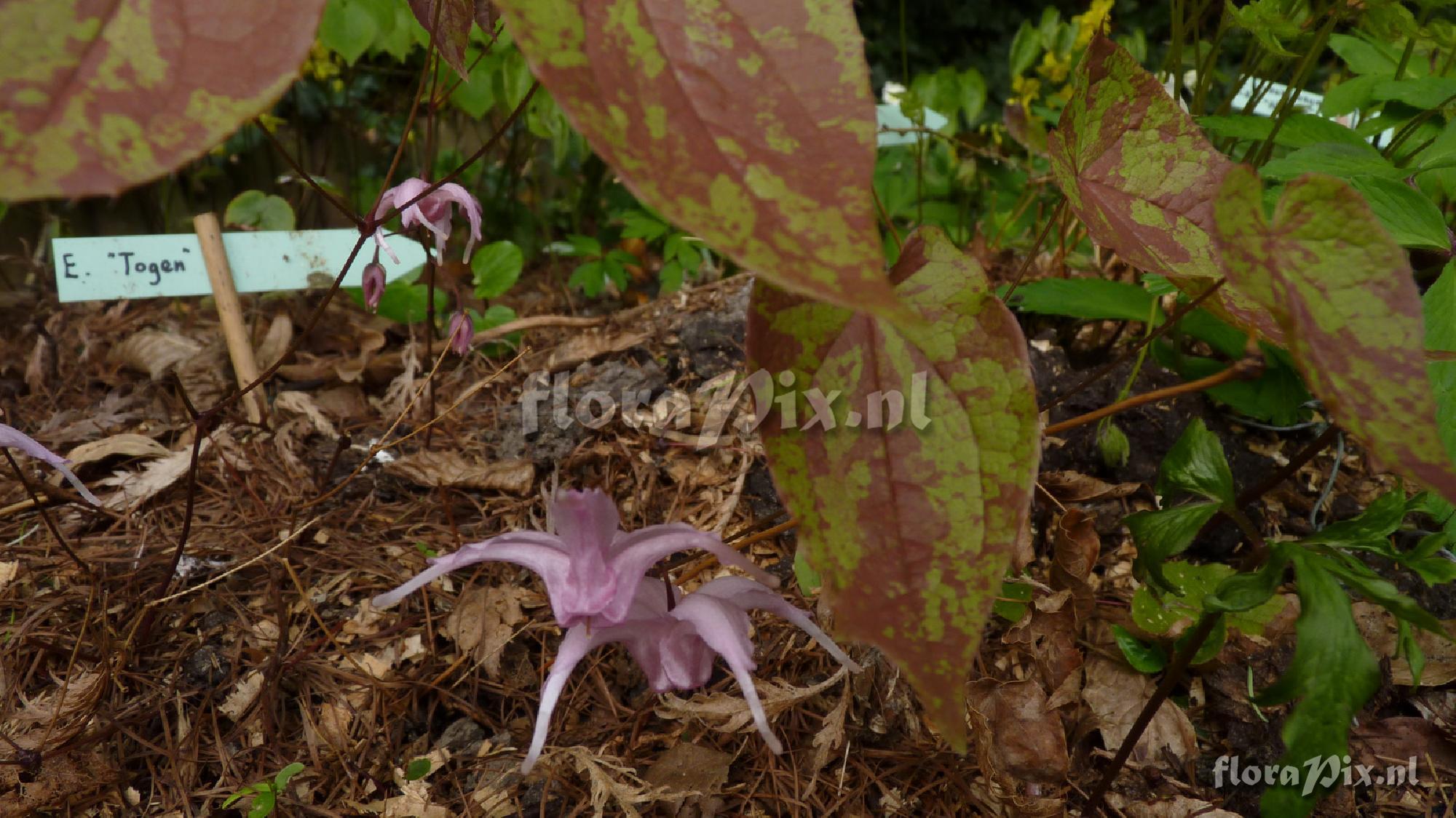 Epimedium togen
