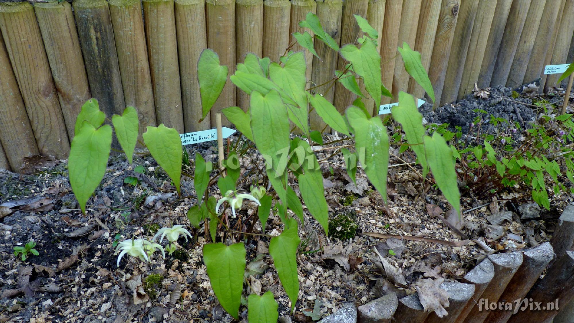 Epimedium grandiflorum flavescens 