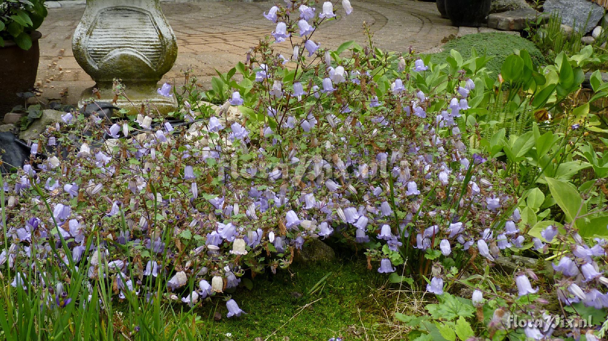 Campanula zangezura