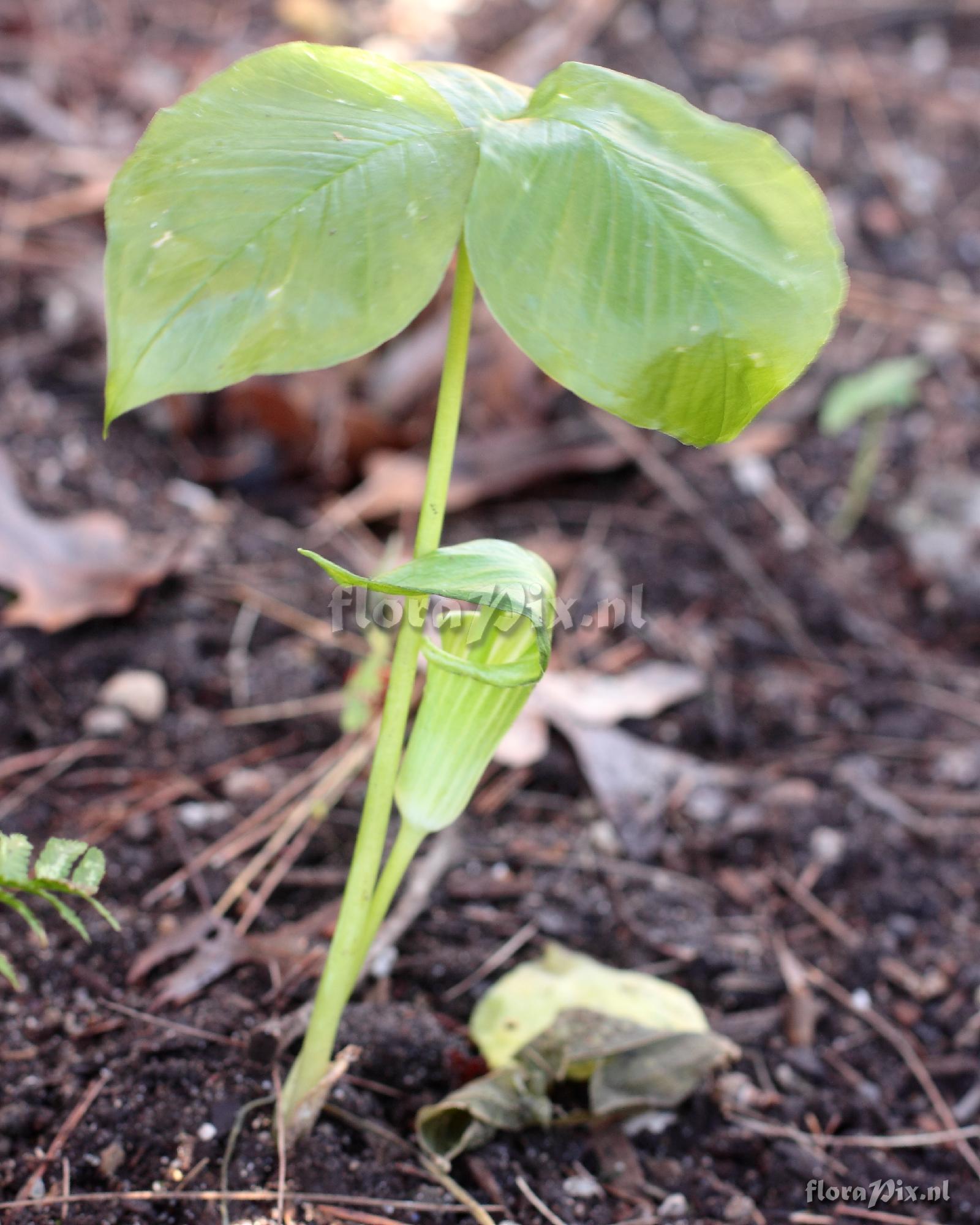 Arisaema triphyllum