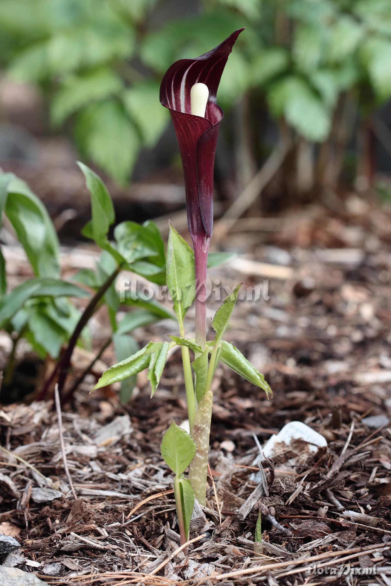 Arisaema engleri x sikokianum