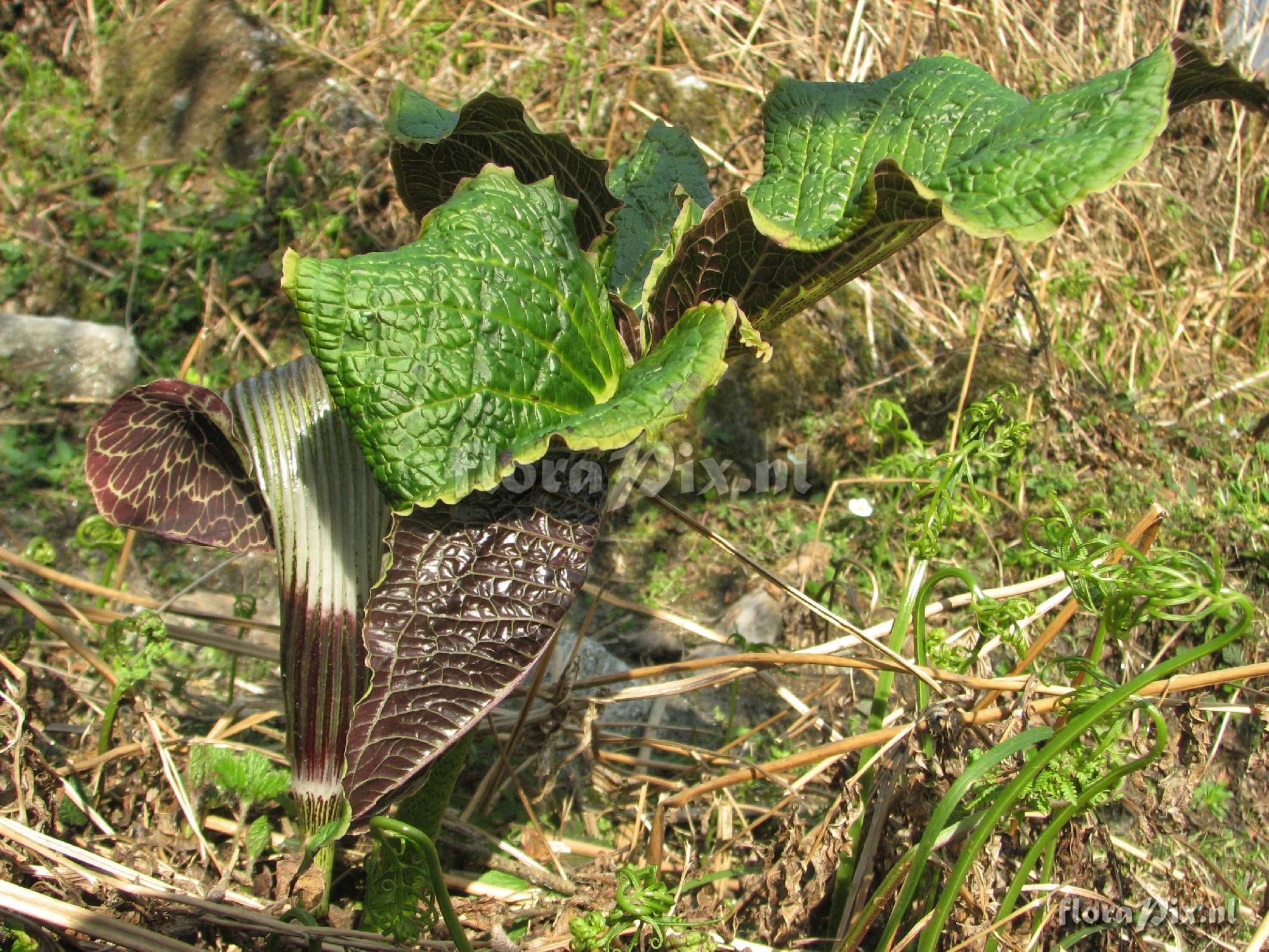 Arisaema griffithii var. verrucosum